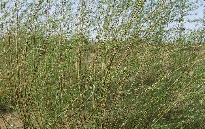  p>北沙柳(学名: i>salix psammophila /i> c. wang et ch. y.