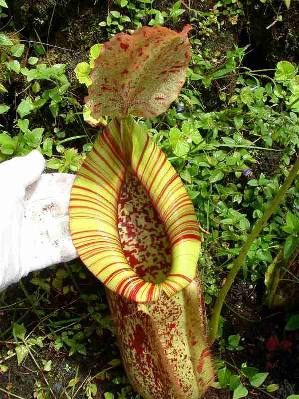 黛瑞安娜猪笼草