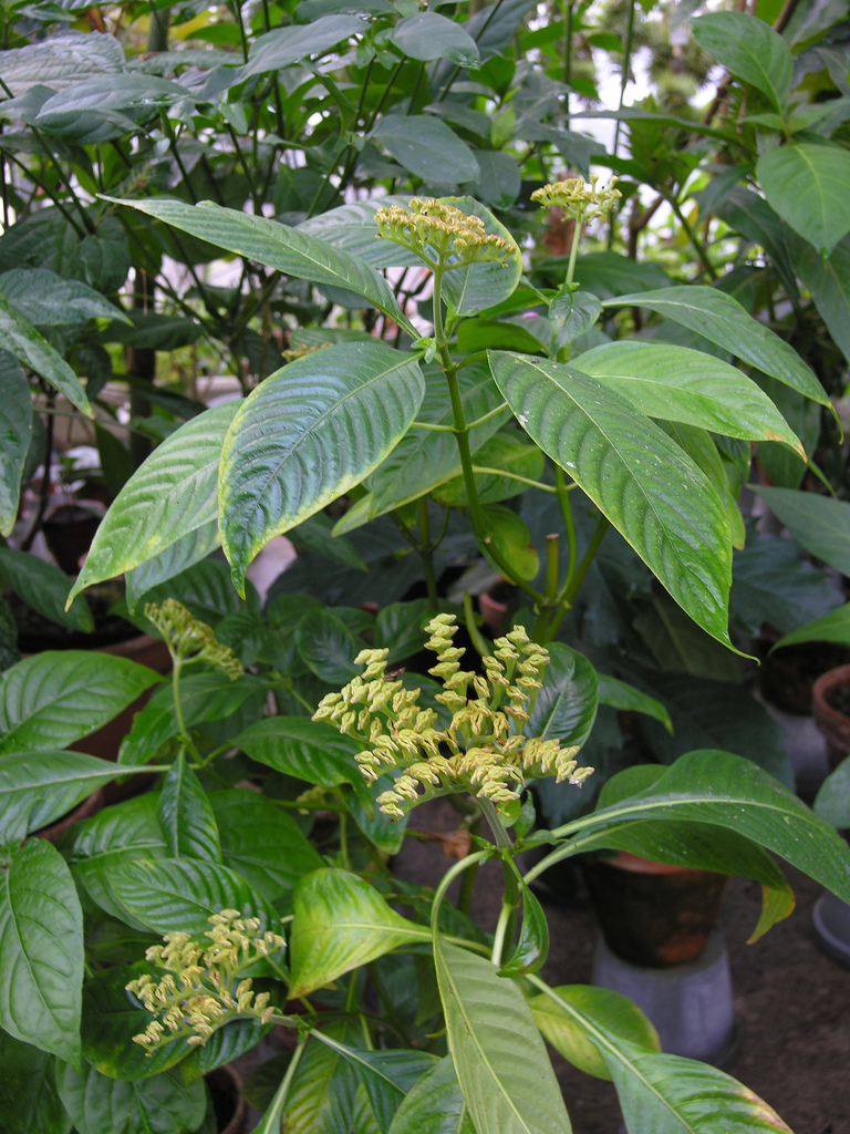  p>蛇根草属(学名: ophiorrhiza linn.