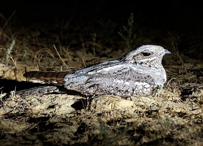  p>欧夜鹰(学名: i>caprimulgus europaeus /i>):体重75-100克,体长26