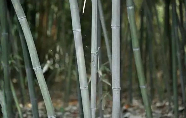  p>灰竹(学名: i>phyllostachys nuda /i> mcclure)是禾本科,刚竹属