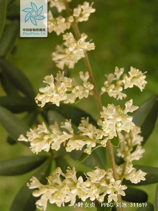  p>小叶女贞(学名: i>ligustrum quihoui /i> carr.