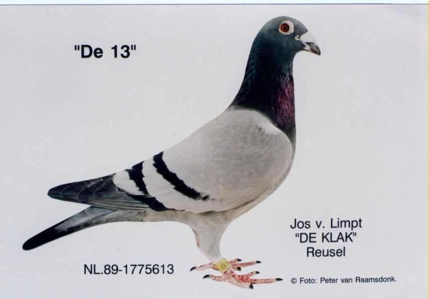 德国观赏贺姆鸽