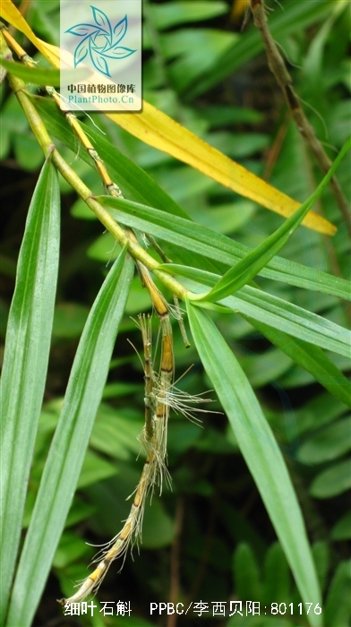  p>细叶石斛(学名: i>dendrobium hancockii /i>  rolfe): a target="