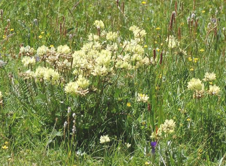 p>甘肃棘豆,中药名.