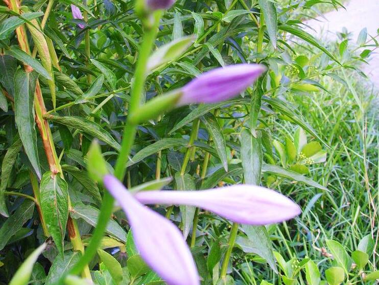  p>垫丛紫萼藓, a target="_blank" href="/item/植物/142914" data