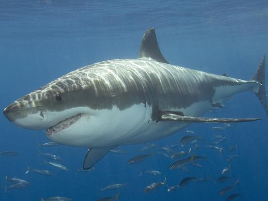  p>噬人鲨(学名: i>carcharodon carcharias /i>)是鲭鲨科,噬人鲨属的