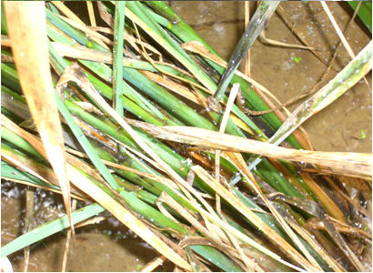  p>稻苞虫(parnara guttata bremer et grey)属 a href="#" data