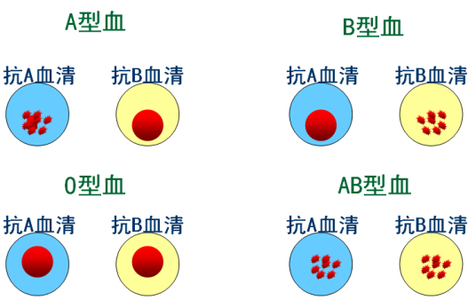 凝集素（糖蛋白或结合糖的蛋白）_百度百科