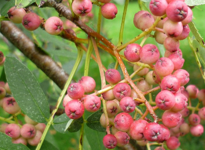 sorbus hupehensis