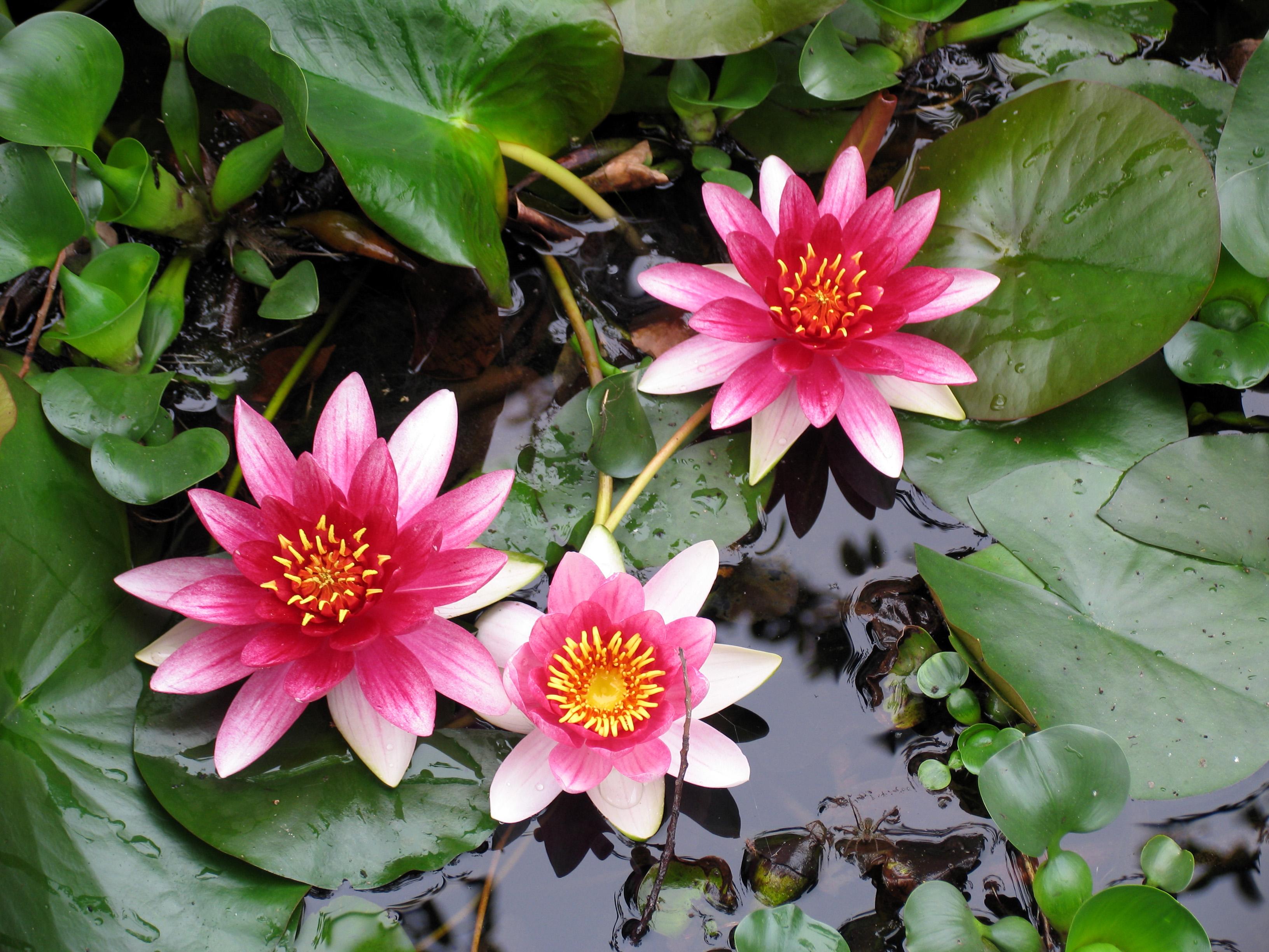 ex konig et sims /a>):睡莲科芡属一年生 a href="#" data-lemmaid=