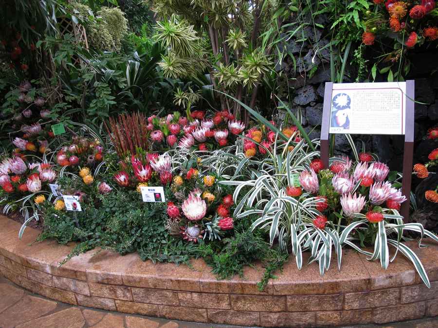 南非皇后帝王花