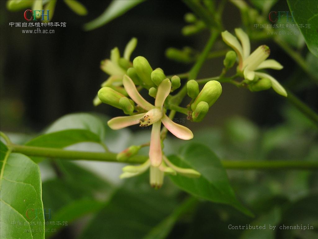  p>麻楝属( a href="#" data-lemmaid="8074290">学名 /a>: chukrasia