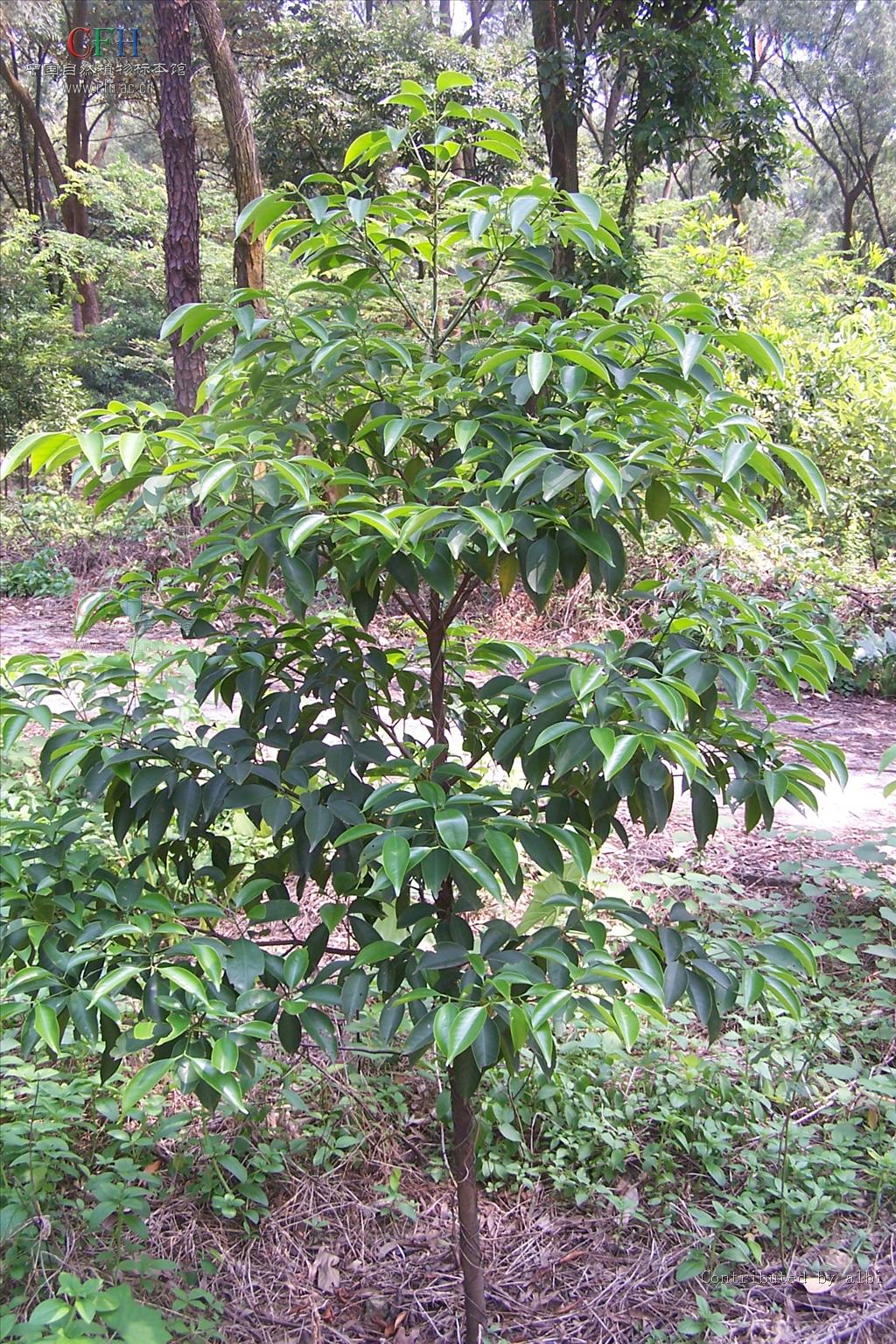  p>琼楠属(学名: i>beilschmiedia /i>)是属于樟科植物的一个属,有多