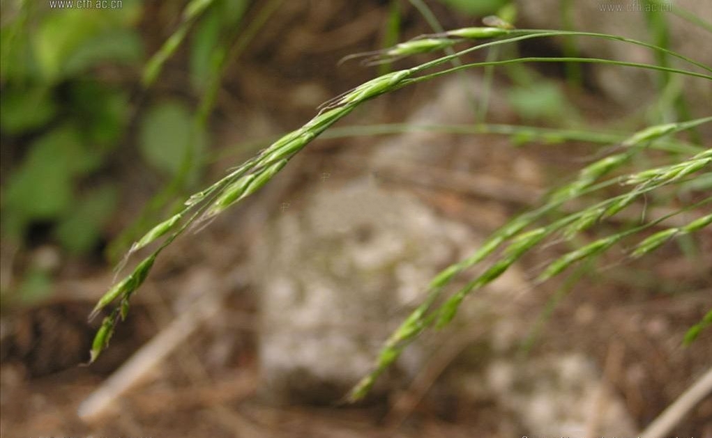  p>中华羊茅(学名: i> /i> i>festuca sinensis  /i>keng ex s. l.