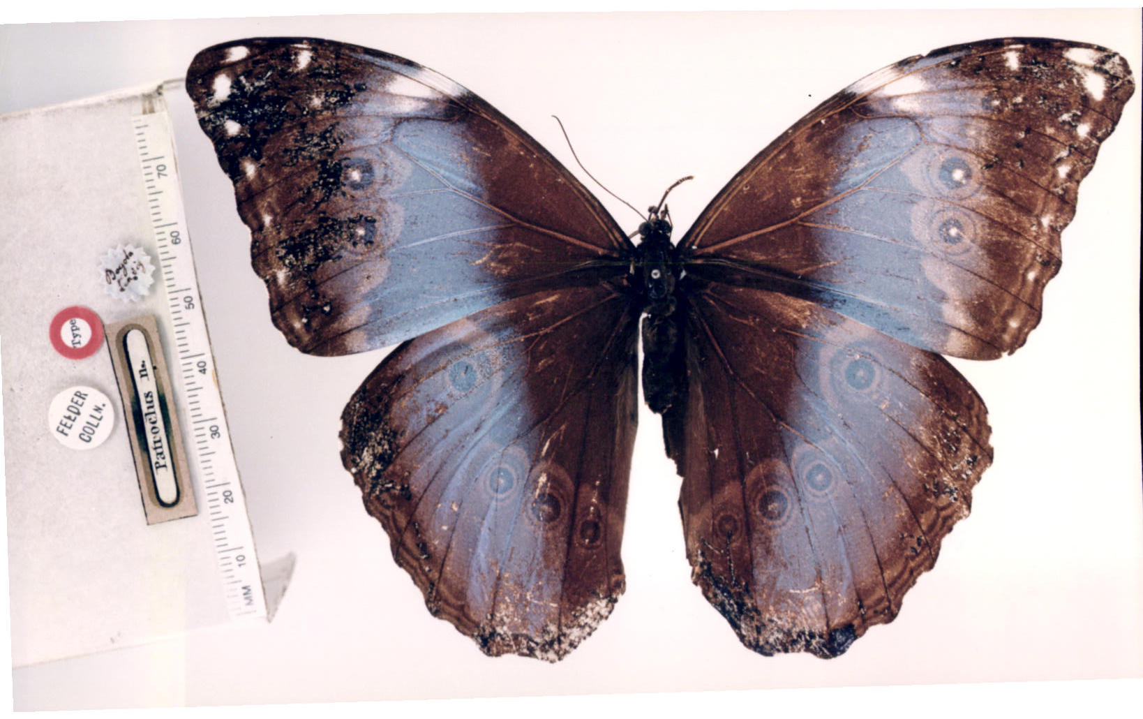 morpho achilles patroclus