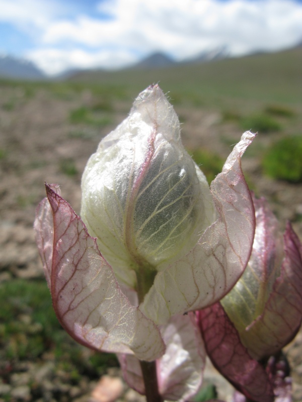 是 a data-lemmaid="6759545">桔梗目 /a>,菊科, a href="#" data