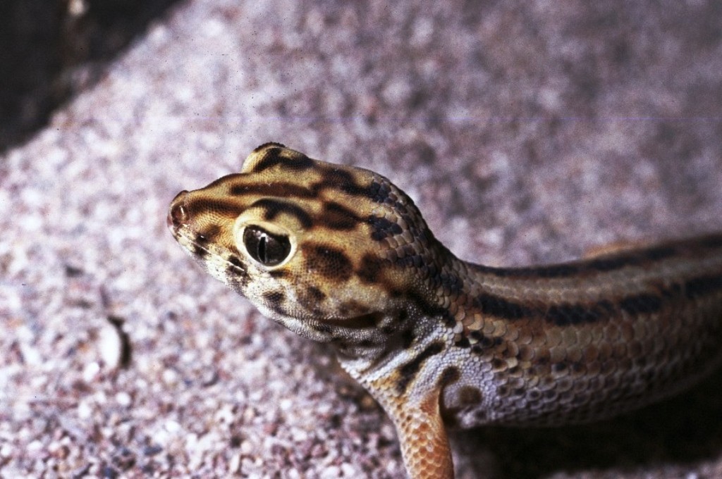  p>伊犁沙虎(学名: i>teratoscincus scincus /i>)是壁虎科,沙虎属