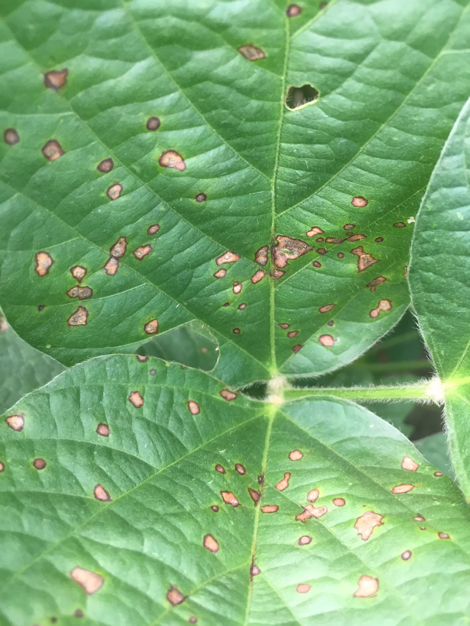 枇杷胡麻色斑点病