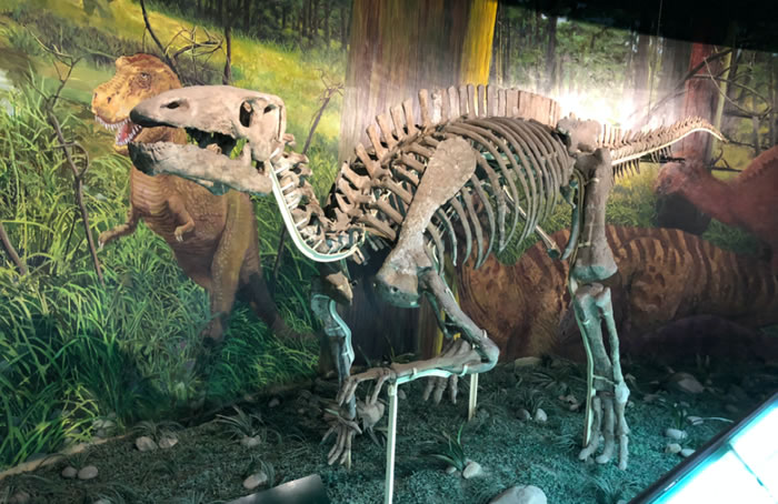 马鬃龙(equijubus)