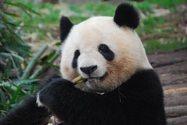 大熊猫冰冰