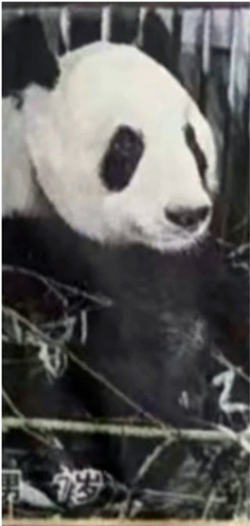 大熊猫迎迎