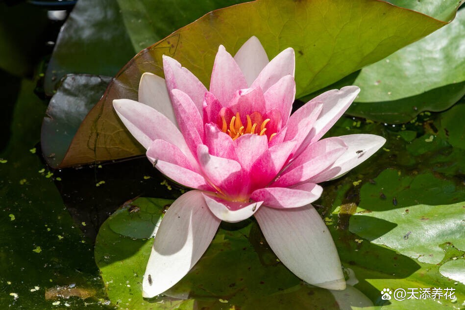睡莲日常养护 不同栽种方式要注意哪些问题 百科ta说