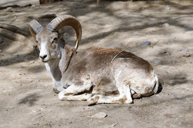  p>西藏盘羊(学名: i>ovis hodgsoni /i>):是牛科,盘羊属动物.