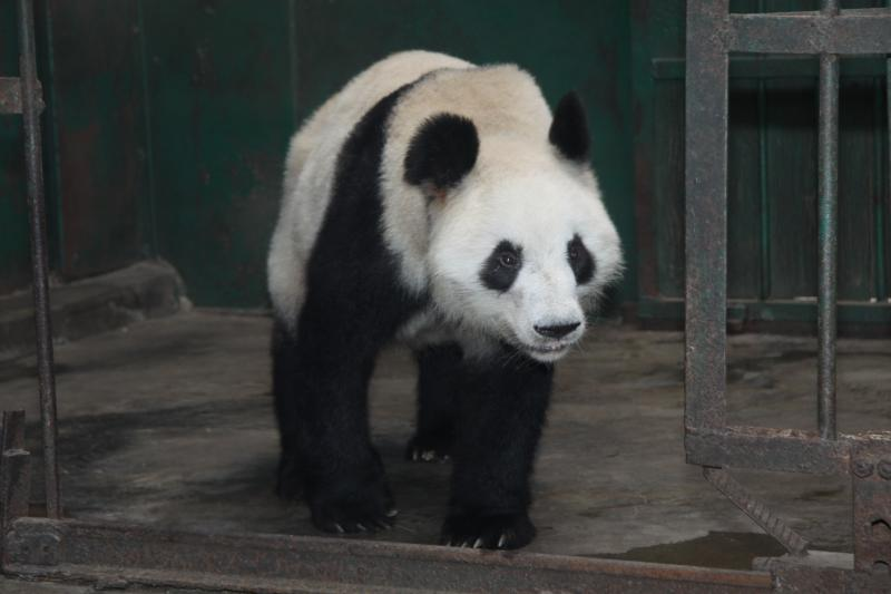  p data-id="gnvjr99wnc">成成,大熊猫,雌性,谱系号297.