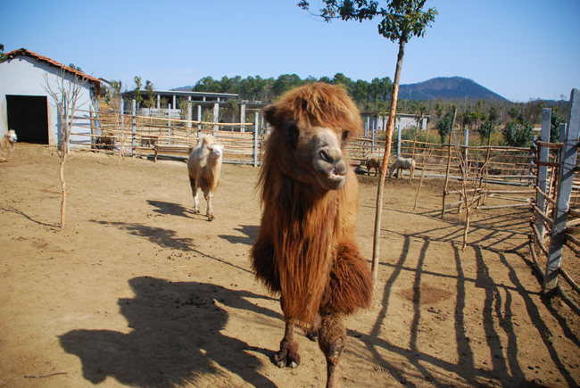 湖北太子山狩猎文化主题乐园