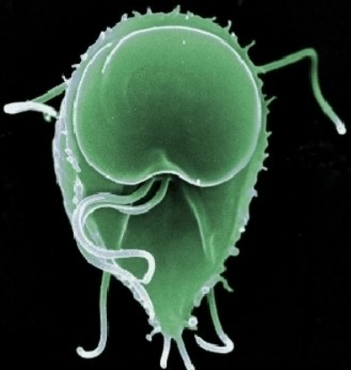 >原生动物门 /a>, a target="_blank" href="/item/鞭毛虫纲/6571142"