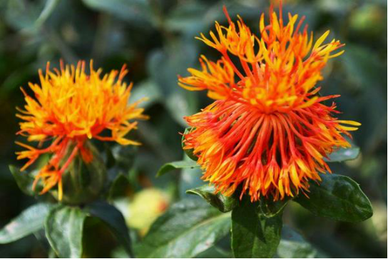 作为染料的川红花 传播 输入与应用 百科ta说