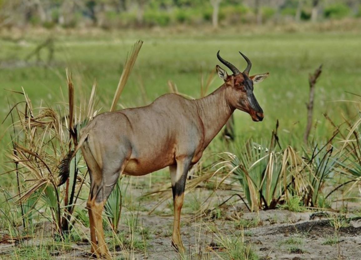  p>转角牛羚(学名: i>damaliscus lunatus /i> ):是哺乳纲,牛科的一种