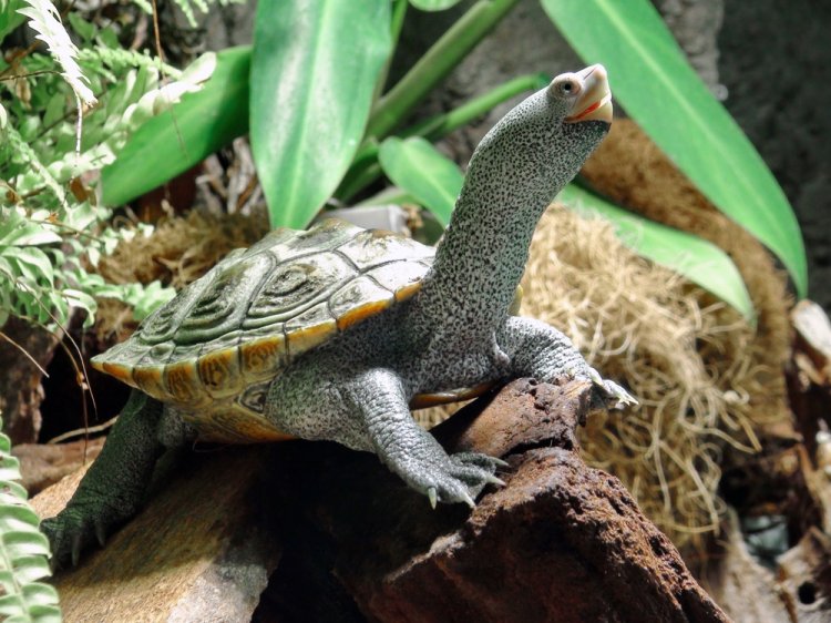  p>钻纹龟(学名: i>malaclemys terrapin /i>)是龟科,钻纹龟属动物.