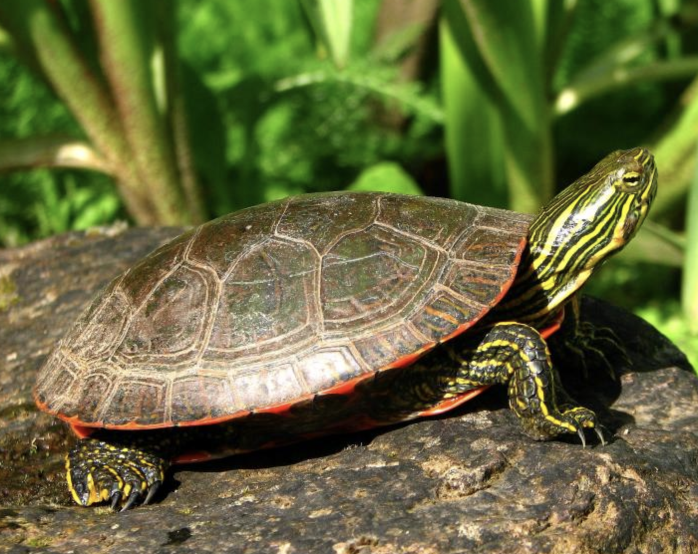  i>chrysemys picta /i>)是龟科,锦龟属小型的淡水龟类