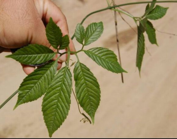  p>峨眉雪胆(学名:hemsleya emeiensis),葫芦科雪胆属植物,多年生攀援