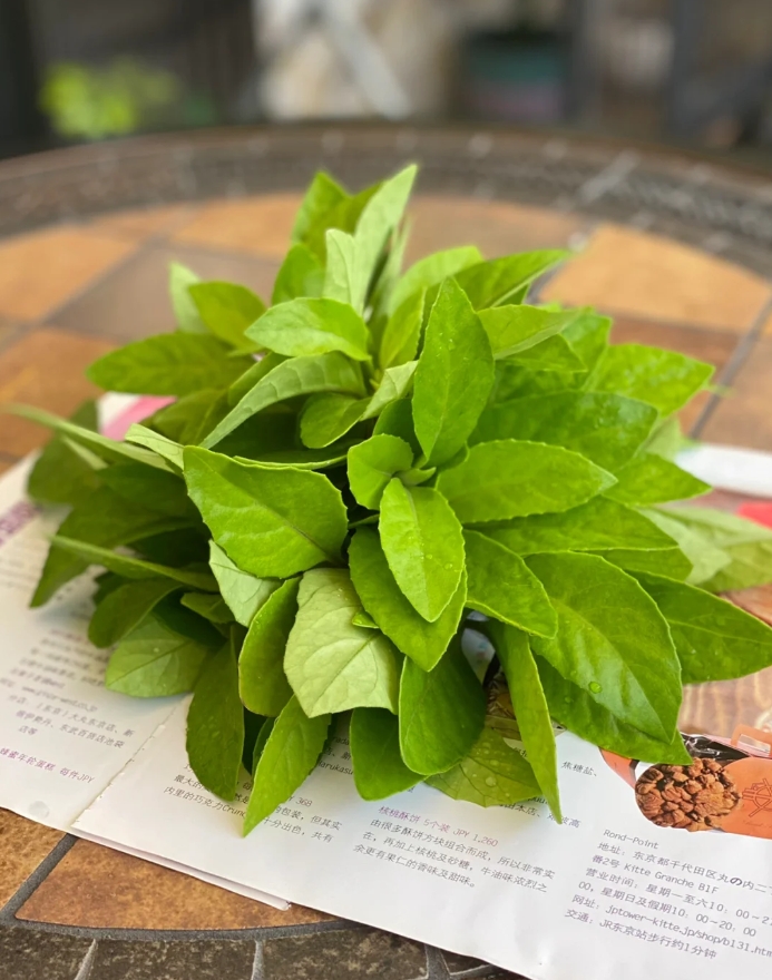 金鸡毛草,又名神奇救