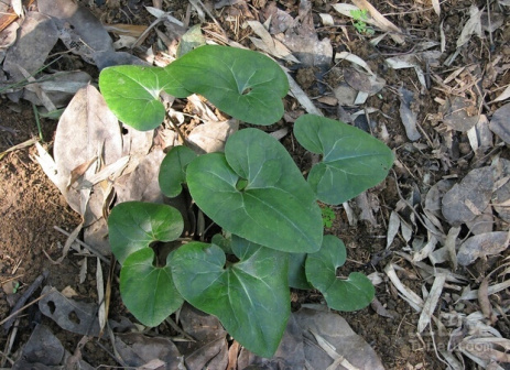 杜衡（马兜铃科细辛属植物）_百度百科