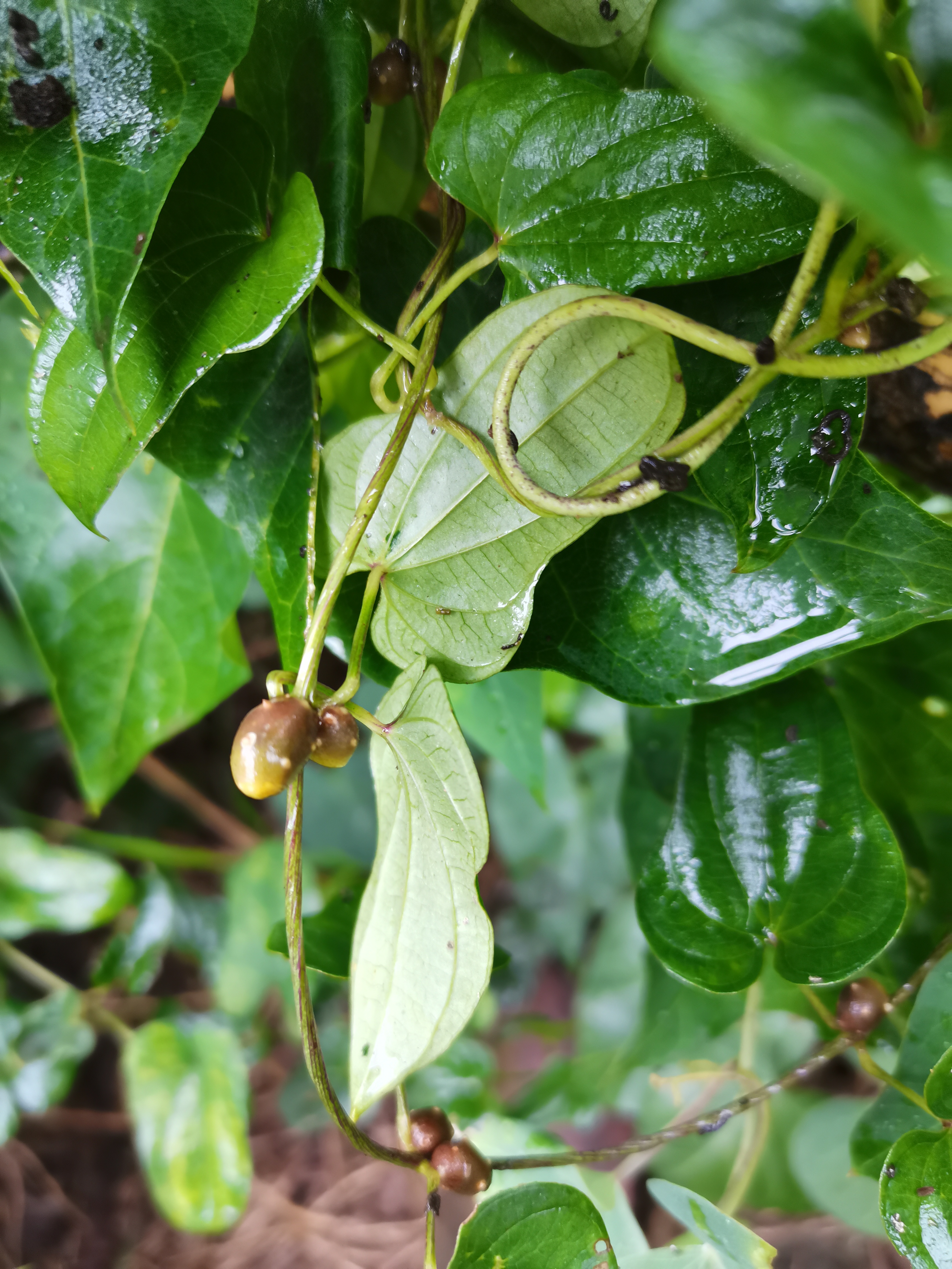  p>零余子,别名薯预子(《本草拾遗》),薯蓣果(《江西草药》),为薯蓣科