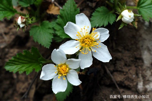 采花时要注意，这种花，一朵即可判刑？_百科TA说