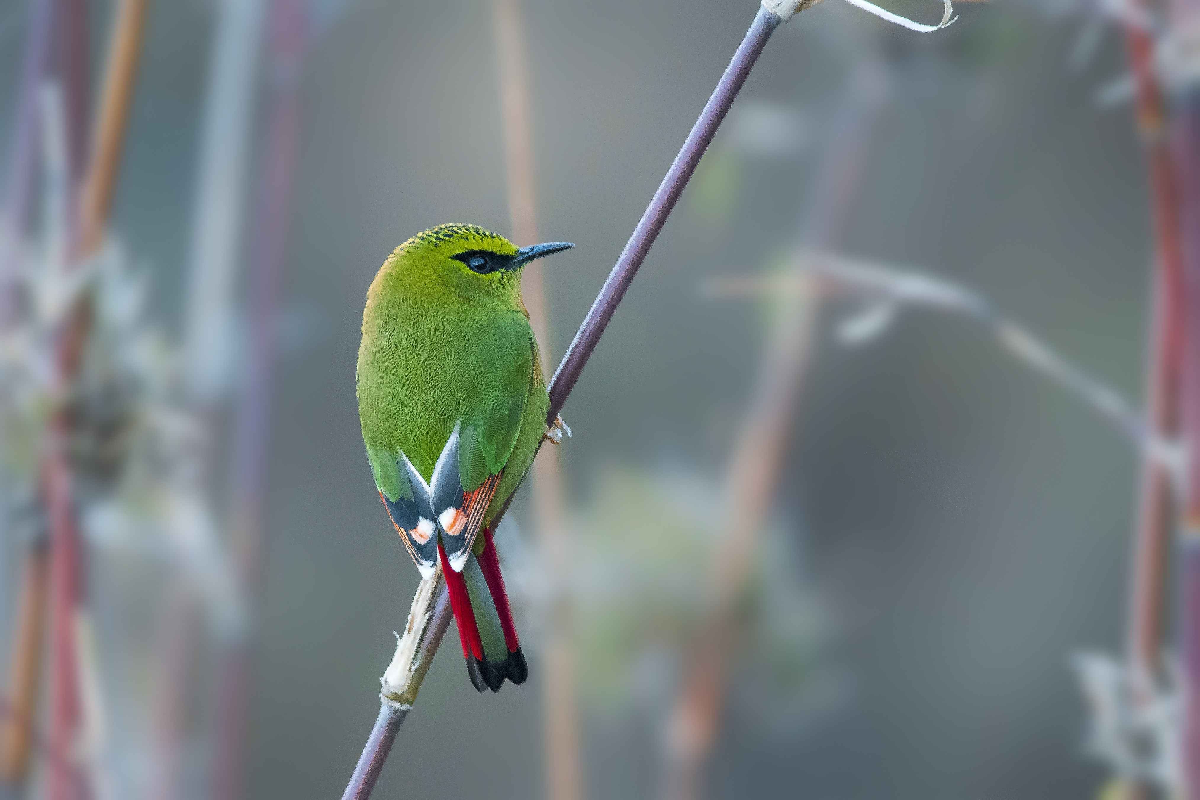  p>火尾绿鹛(学名: i>myzornis pyrrhoura /i>)是莺科,绿鹛属小型鸟类