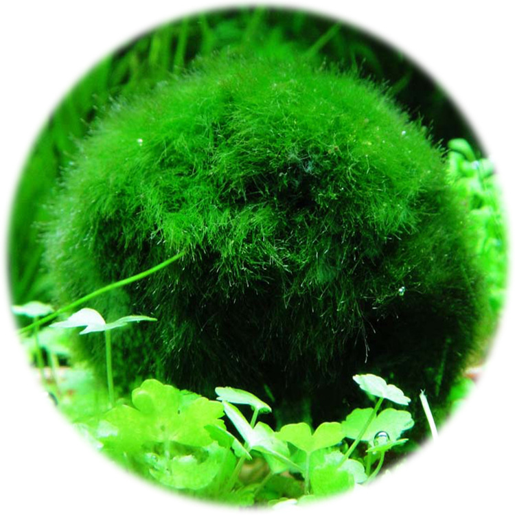 小球藻 全网资源