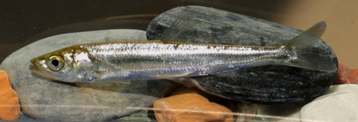 体细长而略侧扁,呈纺锤形;背部平直,呈暗绿色;腹缘呈浅弧形,银白色;头