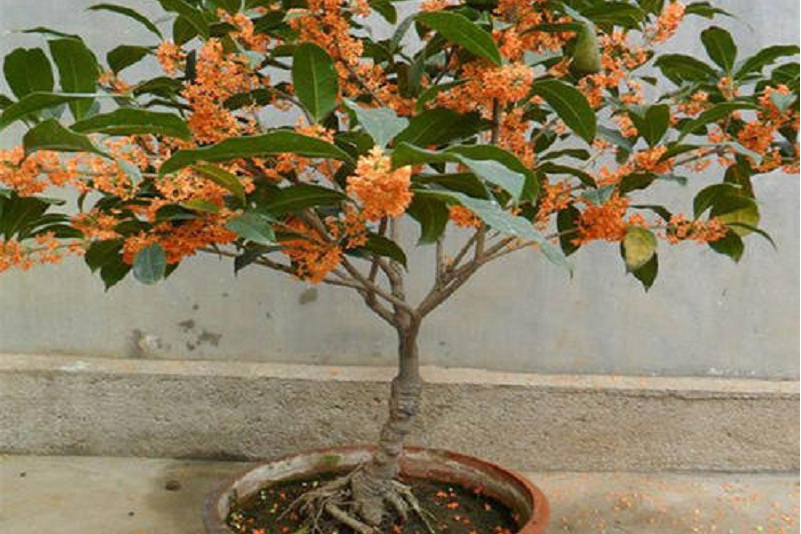 桂花日香桂