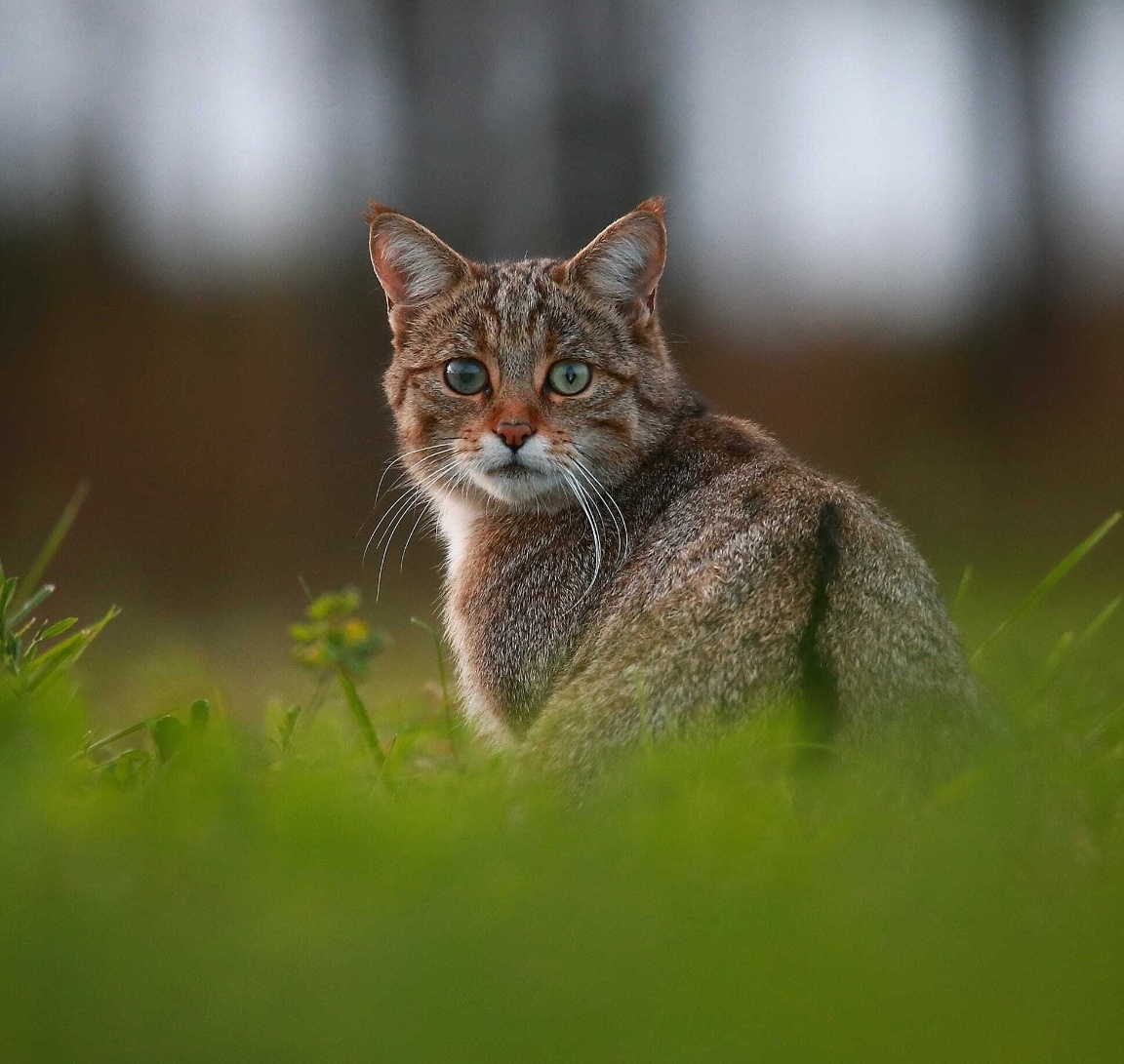  p>欧洲野猫,或称欧林猫,曾一度遍布欧洲大陆.