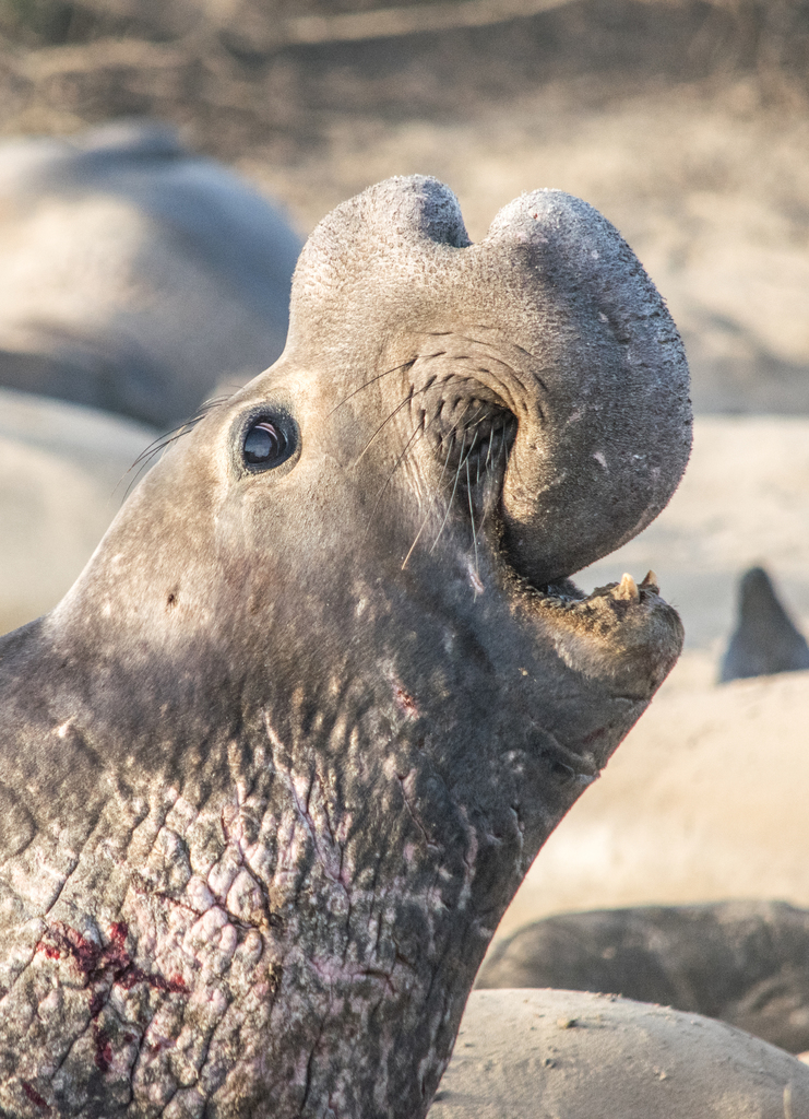 northern elephant seal