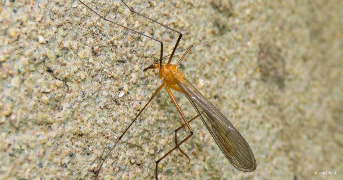  p>蚊蝎蛉属(学名: i>bittacus /i>)是长翅目,蚊蝎蛉科下的一个属.