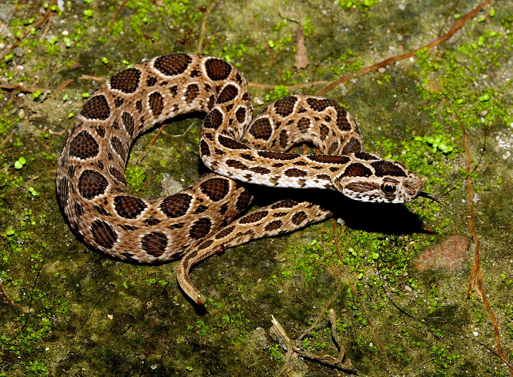  p data-id="tiwmpd9ju2kx">泰国圆斑蝰是有鳞目蝰科圆斑蝰属爬行动物