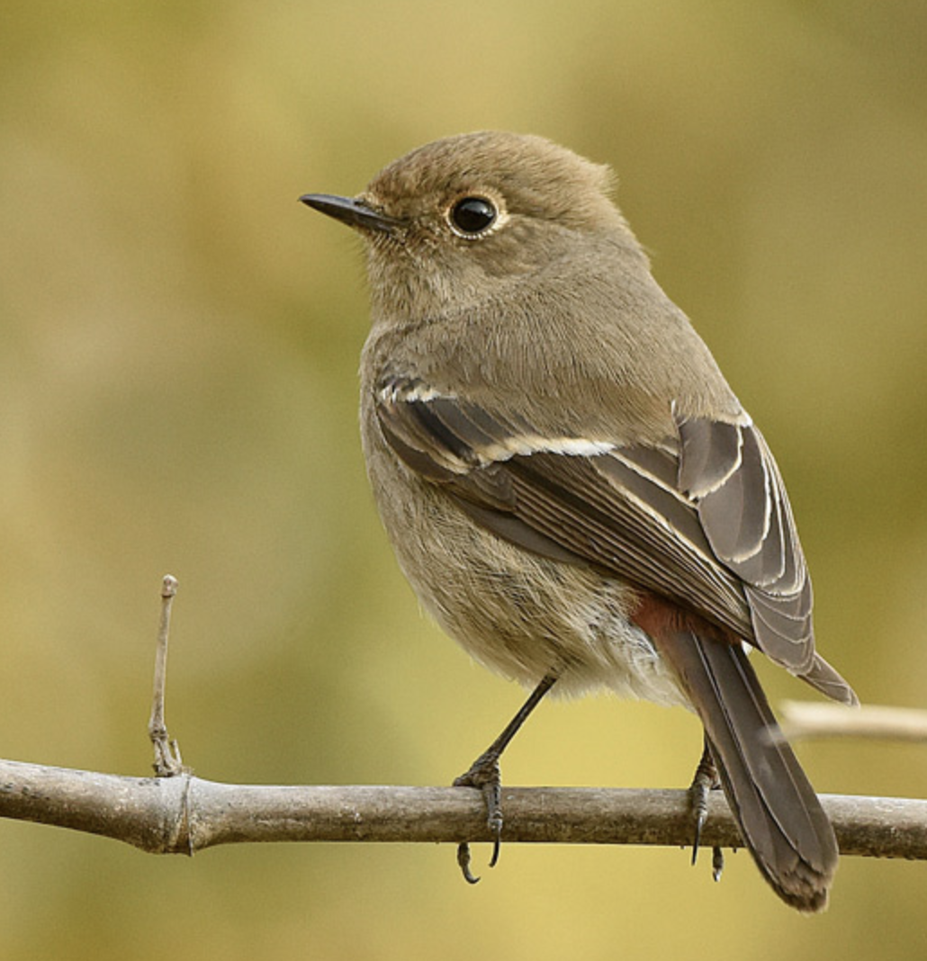  i>phoenicurus coeruleocephala /i>)是鹟科,红尾鸲属小型鸟类,体长