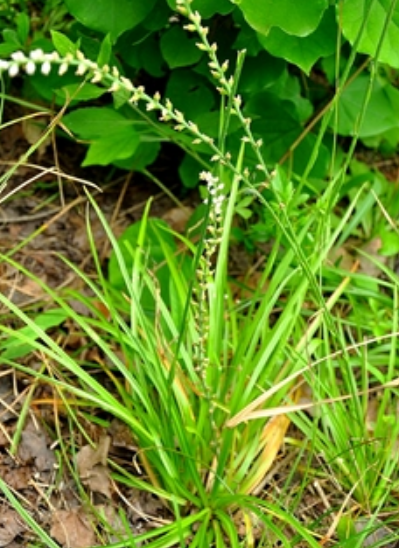  p>肺筋草(学名: i>aletris spicata /i> (thunb.) franch.